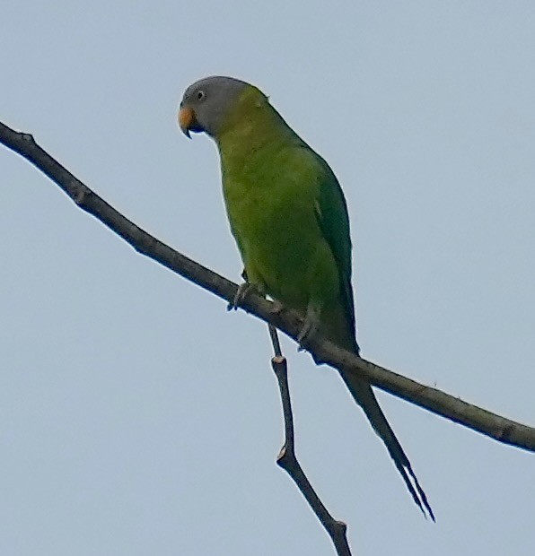 Blossom-headed Parakeet - ML635187798