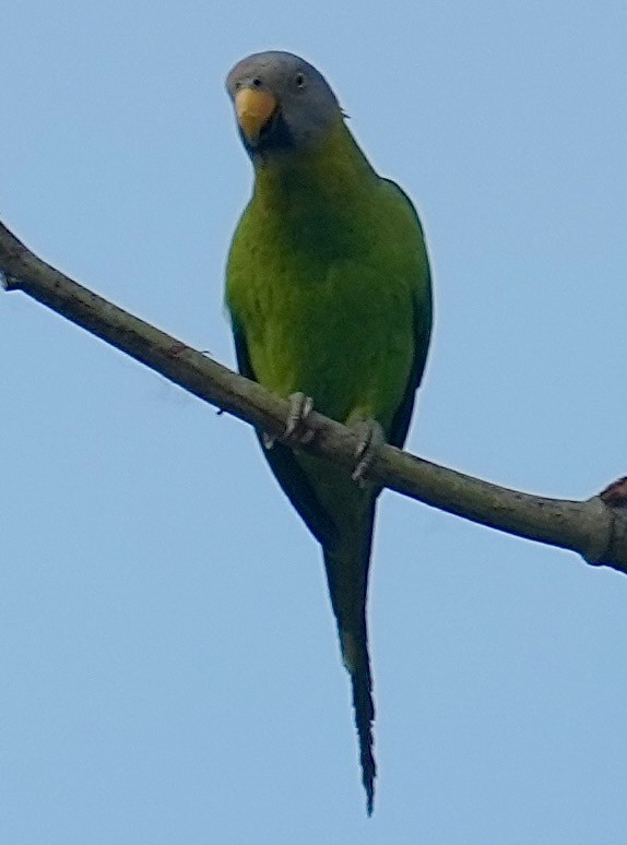 Blossom-headed Parakeet - ML635187799