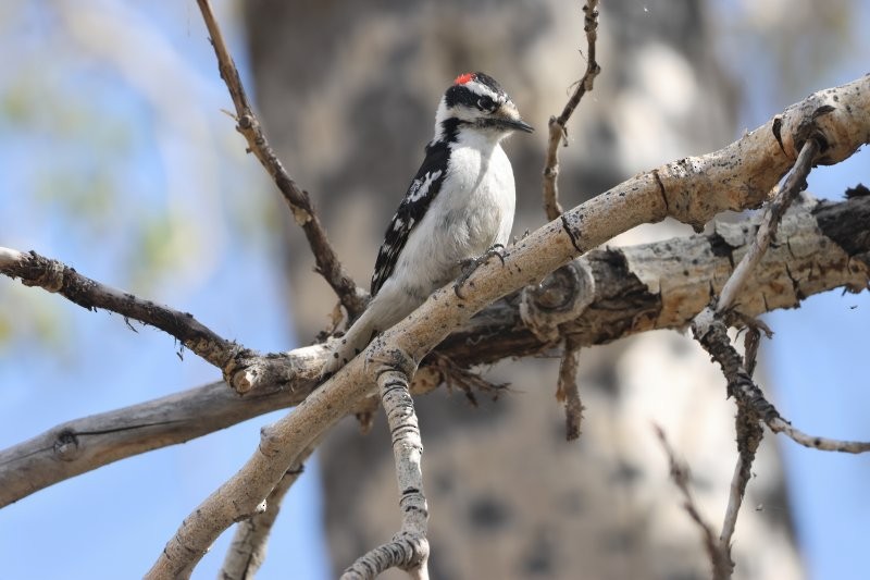 Downy Woodpecker - ML635187822