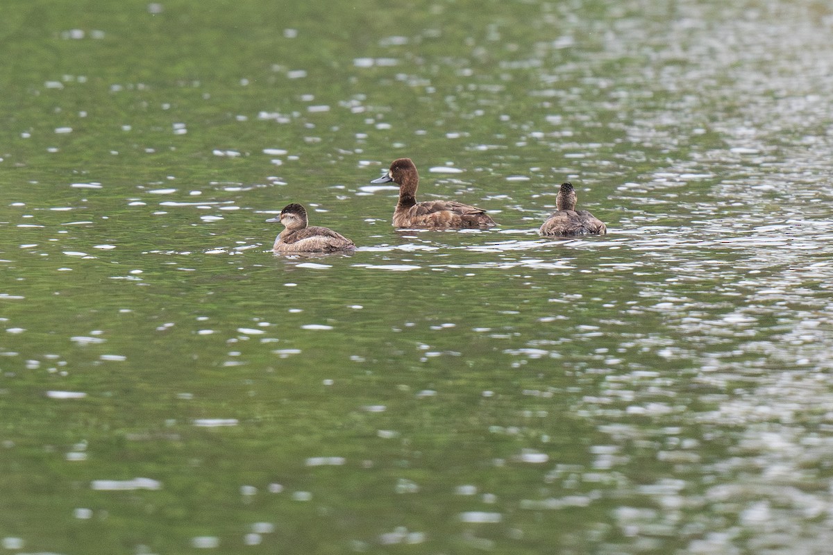Lesser Scaup - Ian Campbell