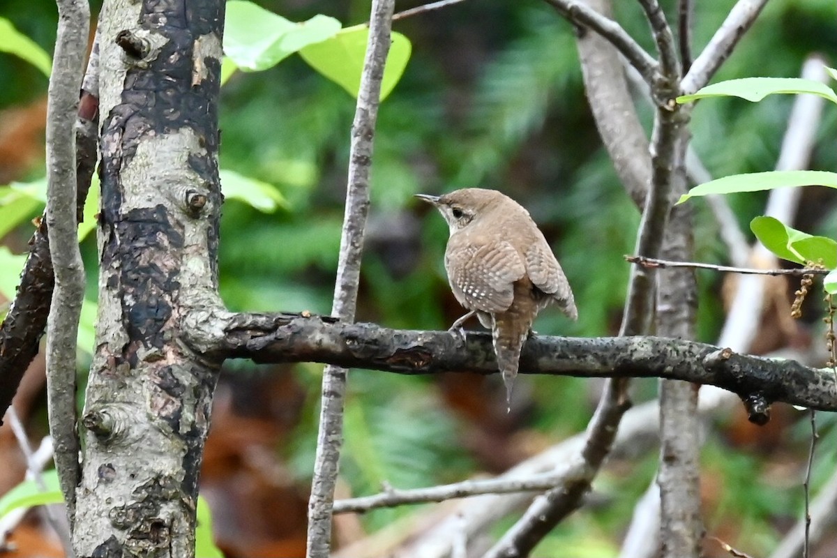 Northern House Wren - ML635187892