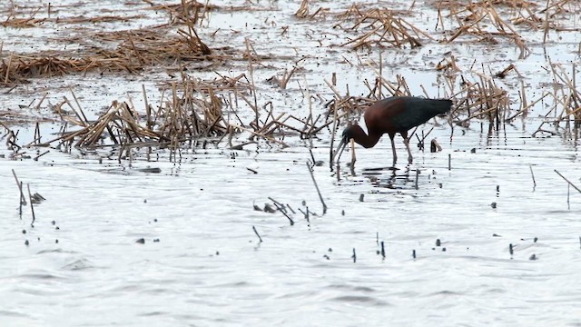 bronseibis - ML635187962