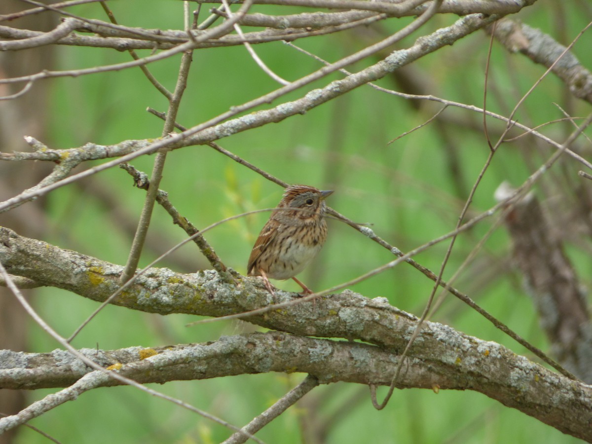 Lincoln's Sparrow - ML635187988