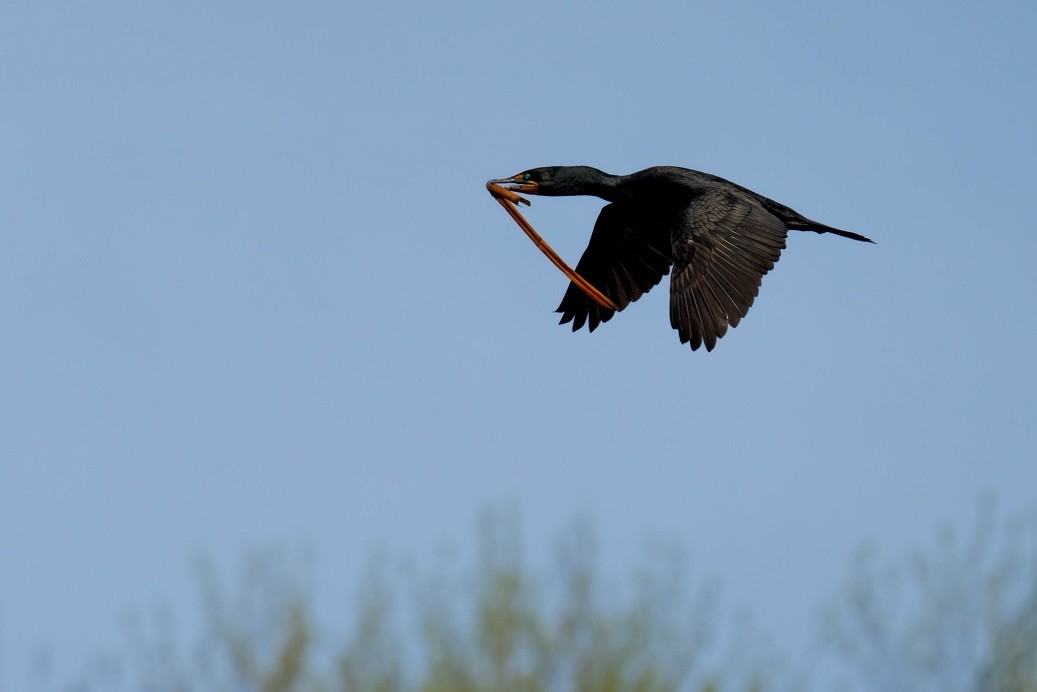 ミミヒメウ - ML635188092