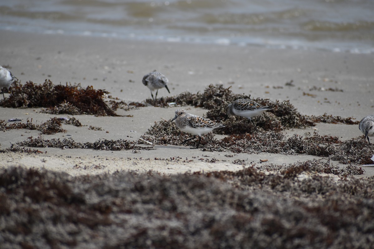 Sanderling - ML635188110