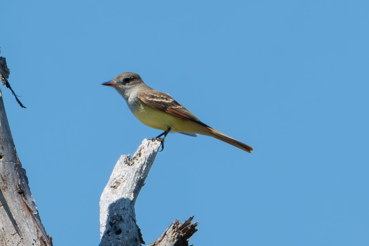 Great Crested Flycatcher - ML635188124