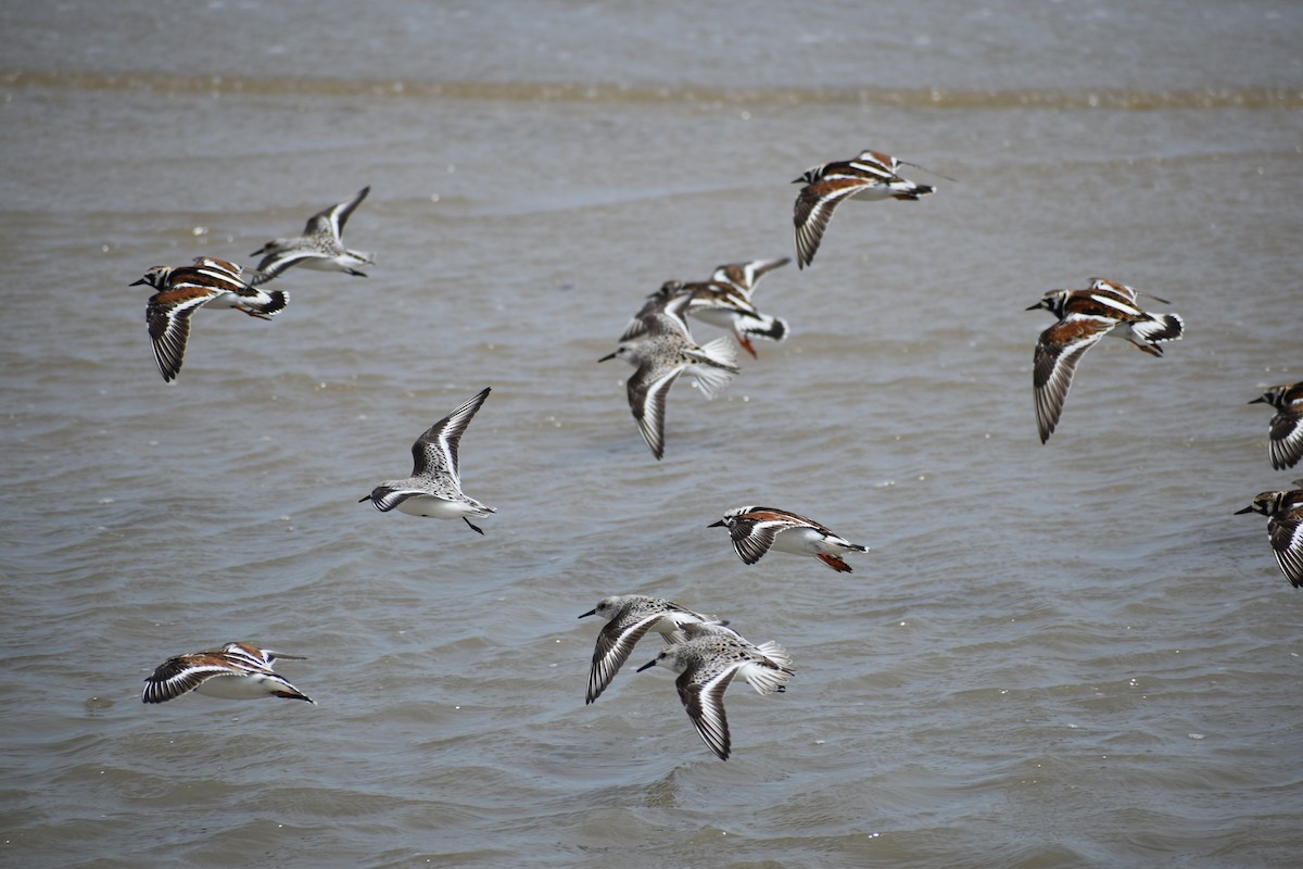 Sanderling - ML635188137