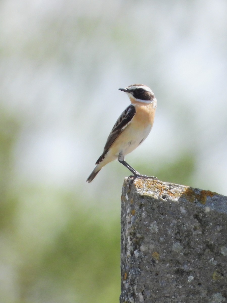 Whinchat - ML635188156