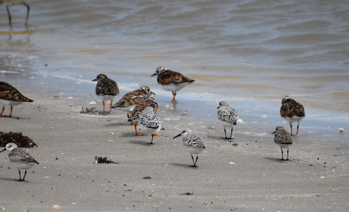 Sanderling - ML635188171