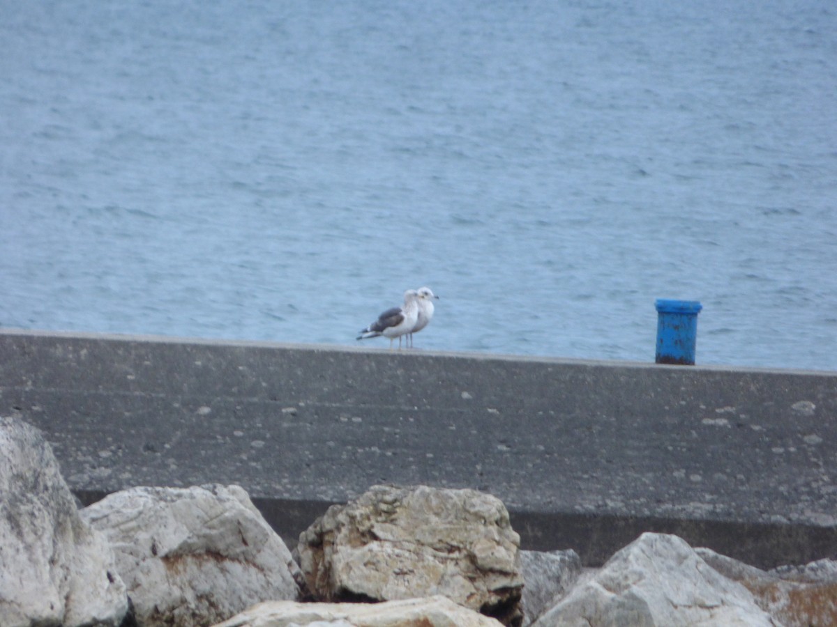 Lesser Black-backed Gull - ML635188184