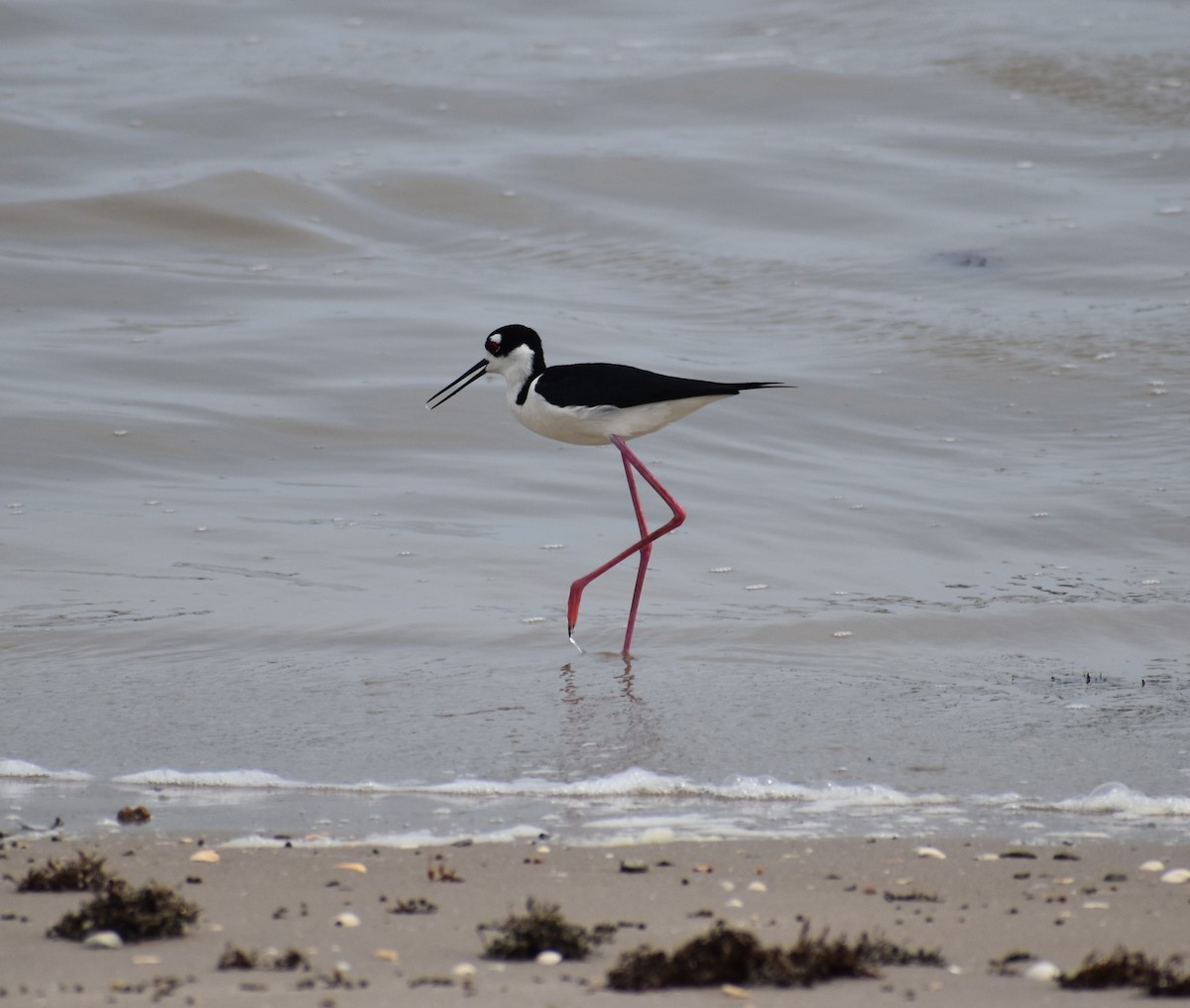 Black-necked Stilt - ML635188203