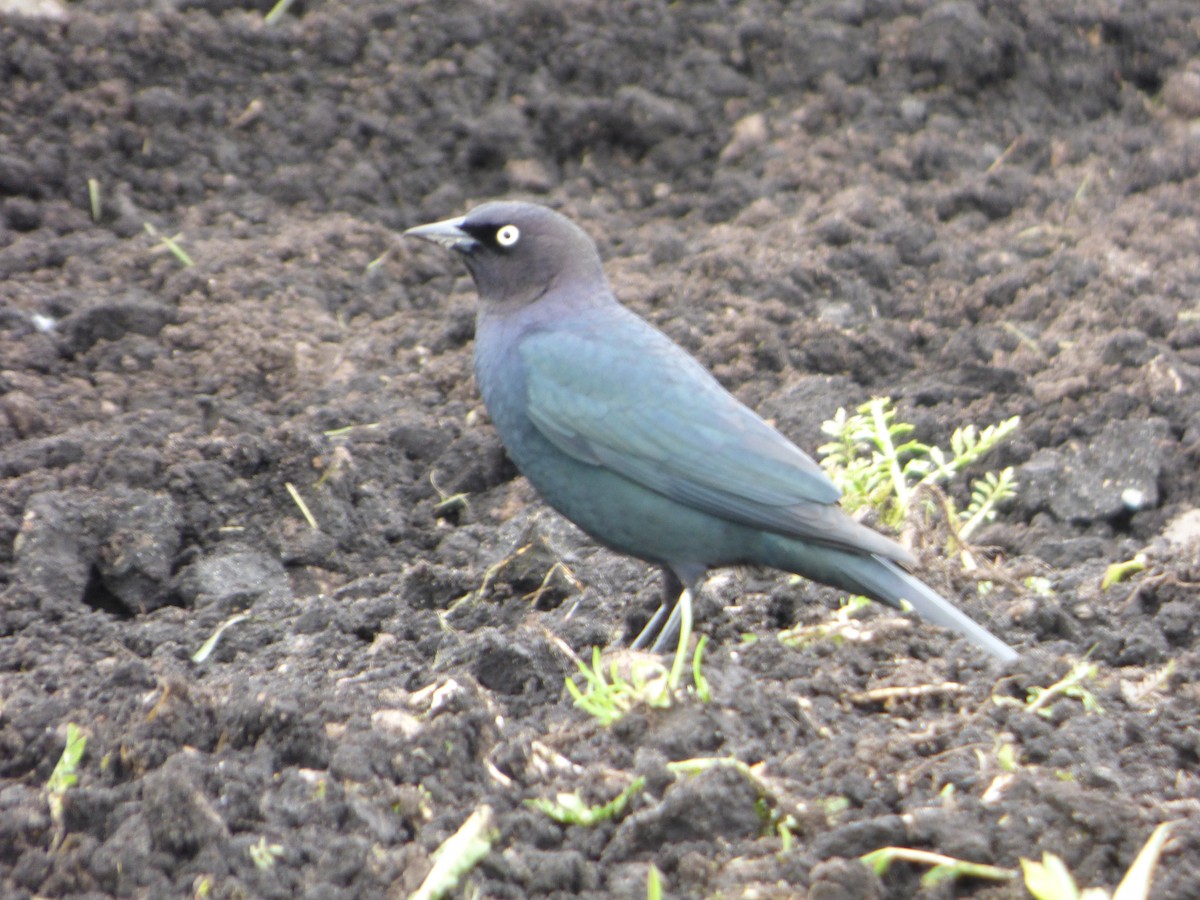 Brewer's Blackbird - ML635188219