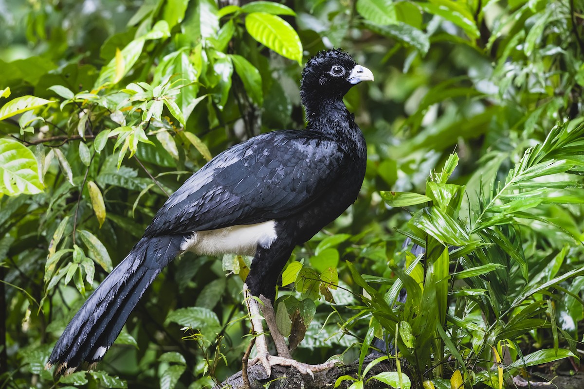 Blue-billed Curassow - ML635188252