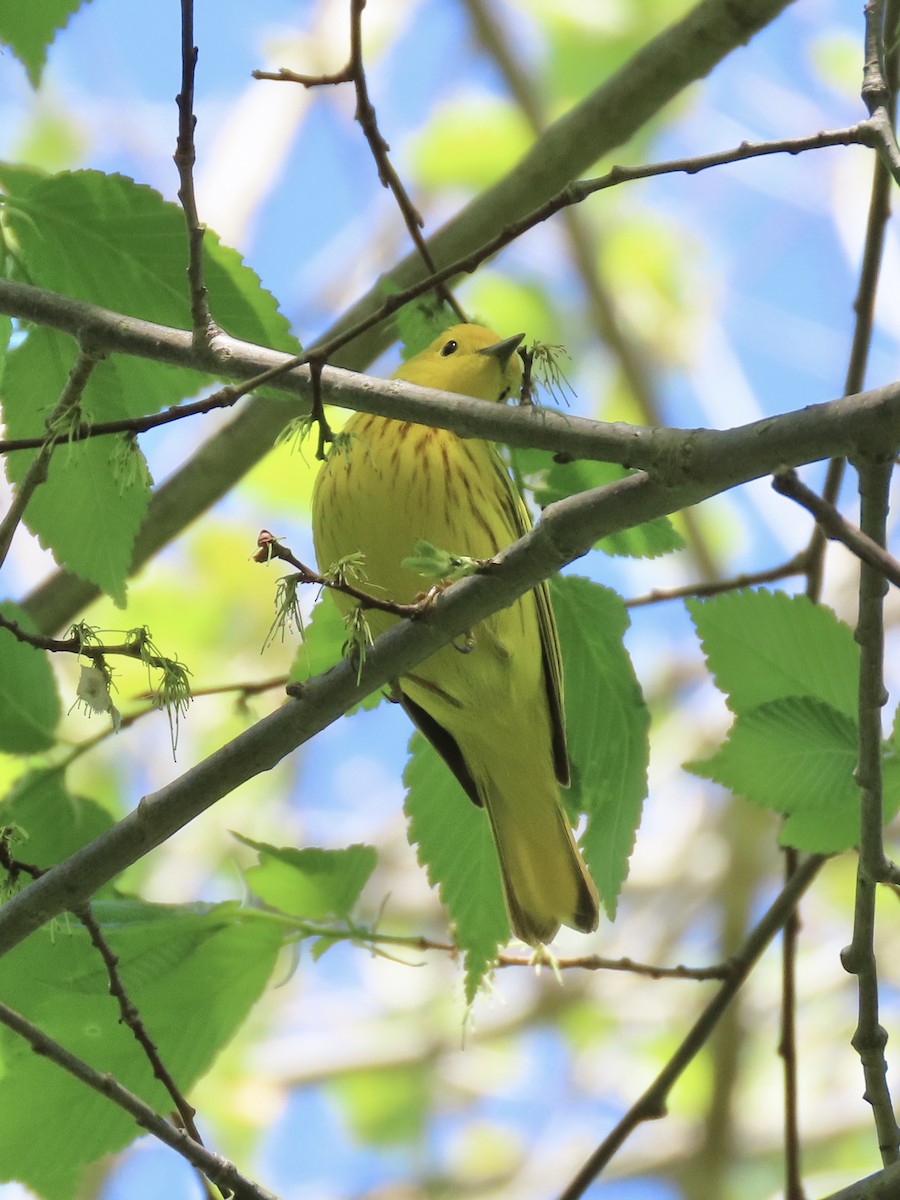 gulparula (aestiva gr.) - ML635188303
