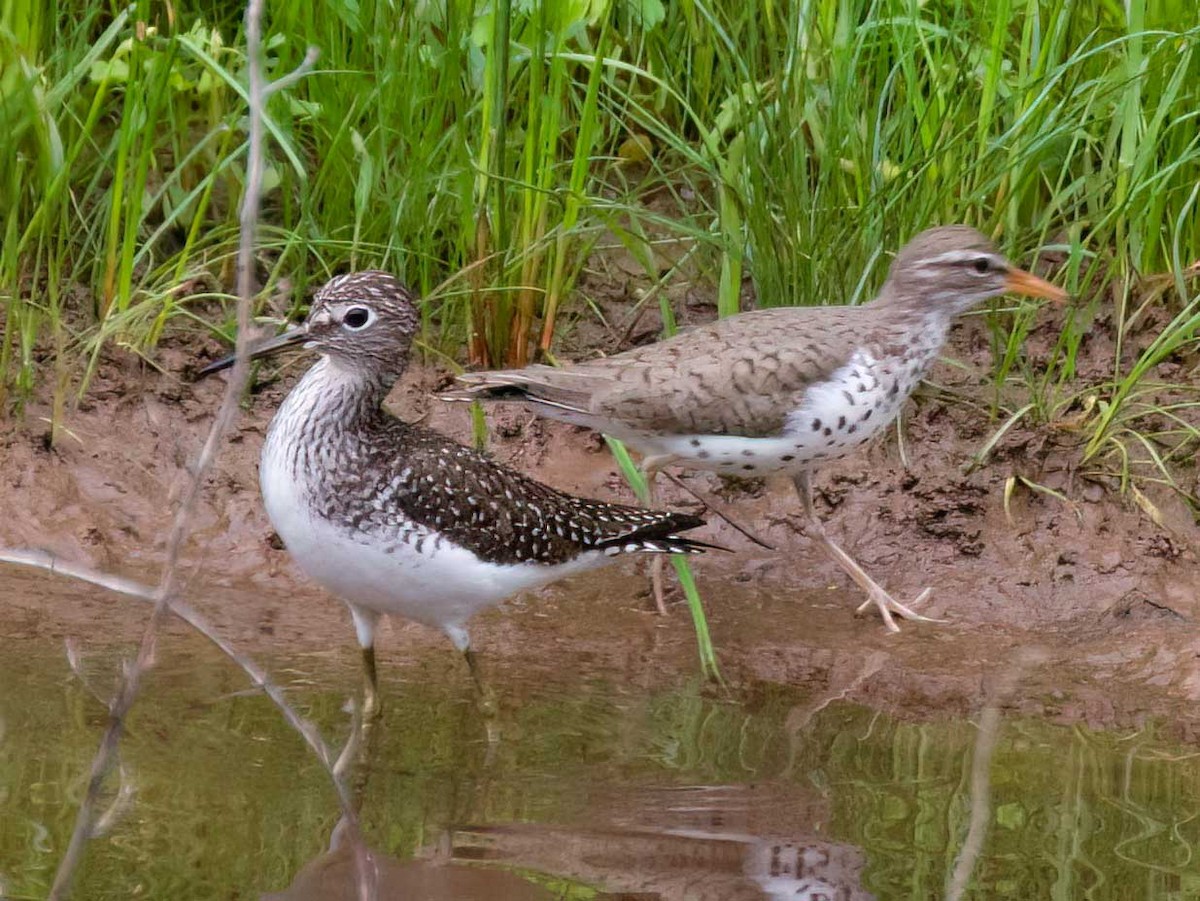 Spotted Sandpiper - ML635188390