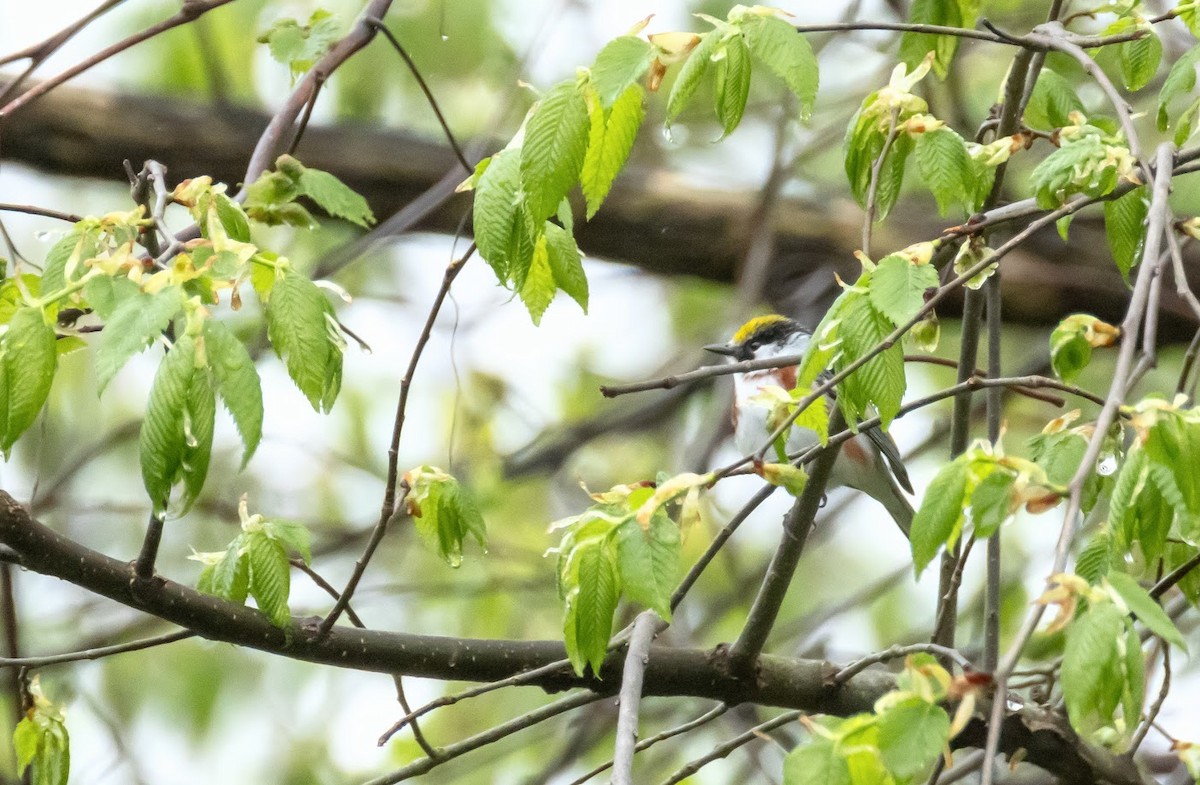 Chestnut-sided Warbler - ML635188437
