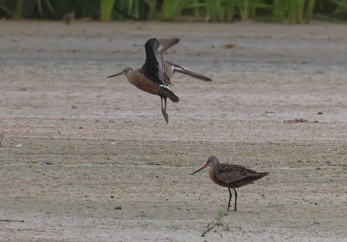 Hudsonian Godwit - ML635188444