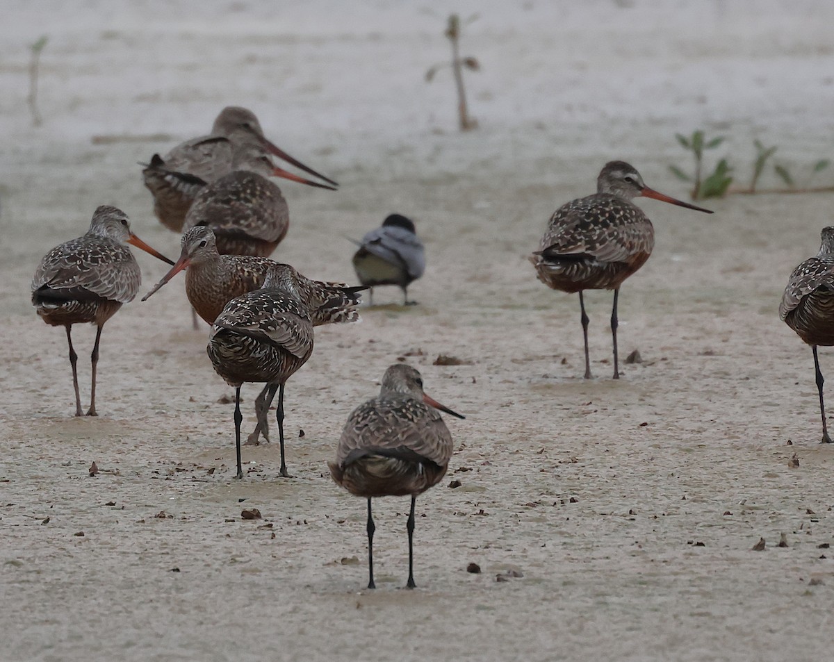 Hudsonian Godwit - ML635188445