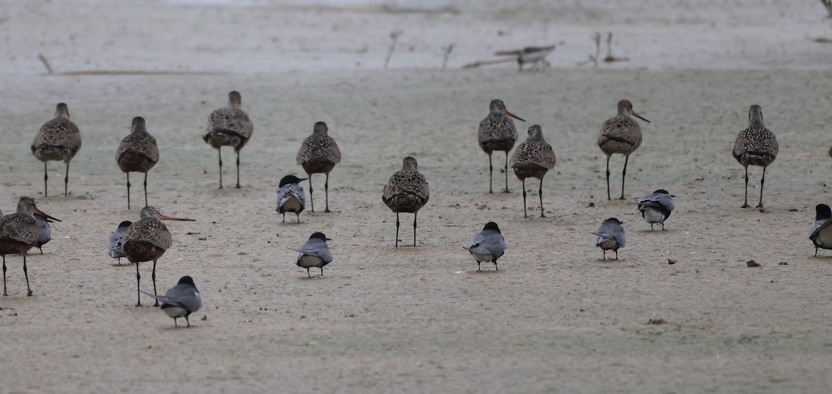 Hudsonian Godwit - ML635188446