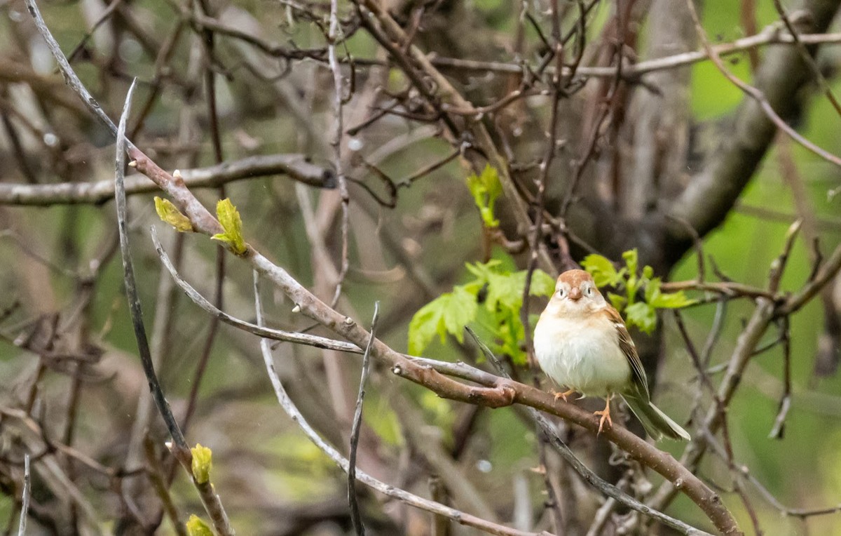 Field Sparrow - ML635188467