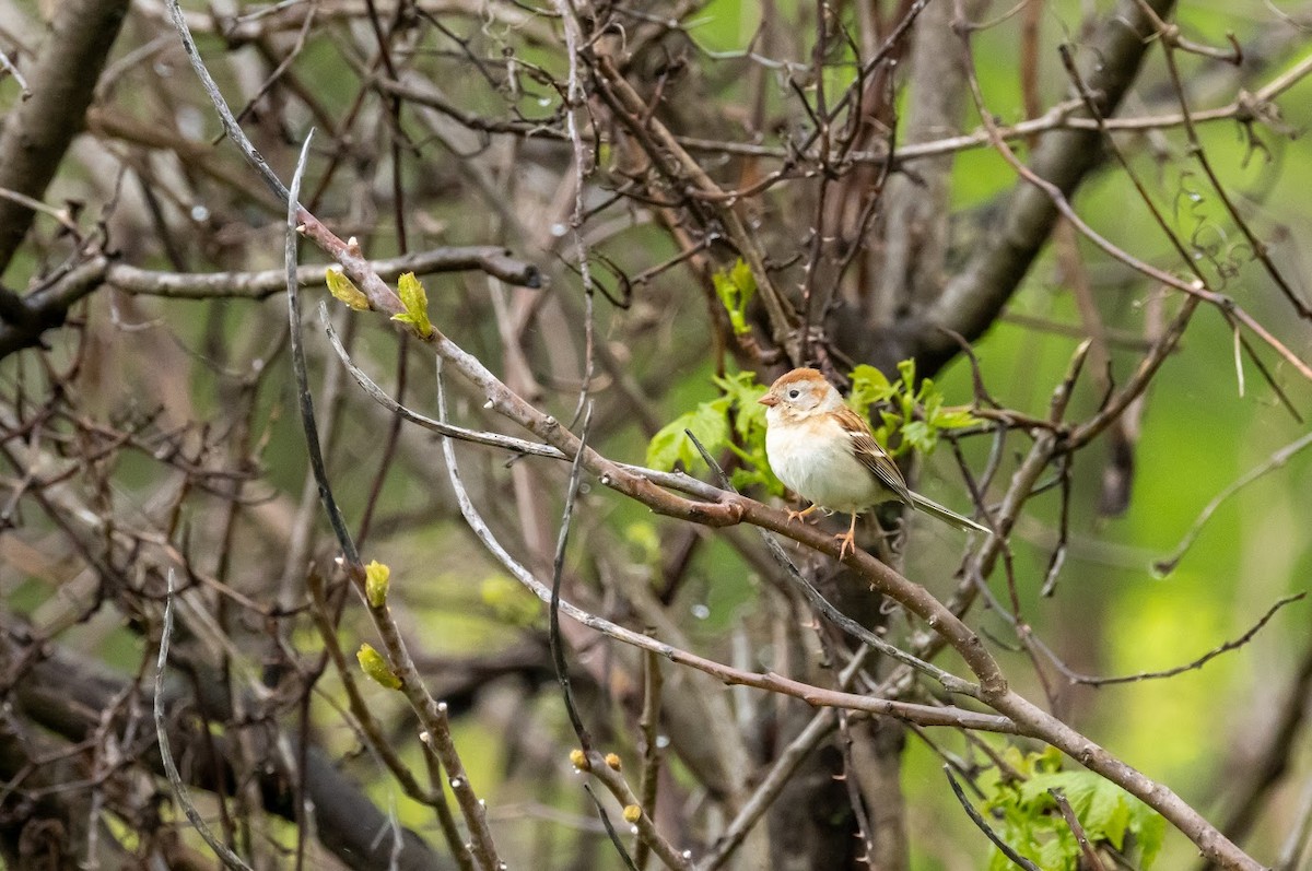 Field Sparrow - ML635188468