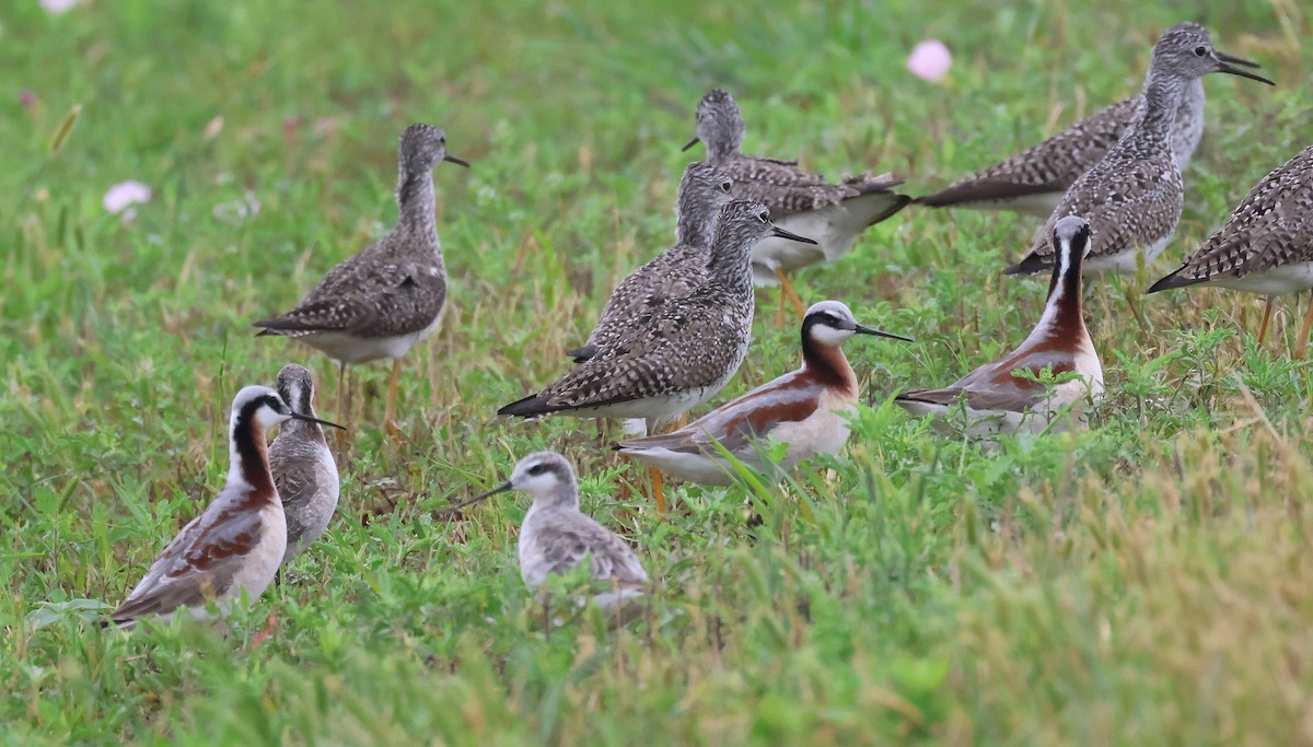 Wilson's Phalarope - ML635188469