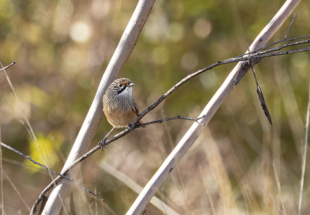 Striated Grasswren - ML635188498
