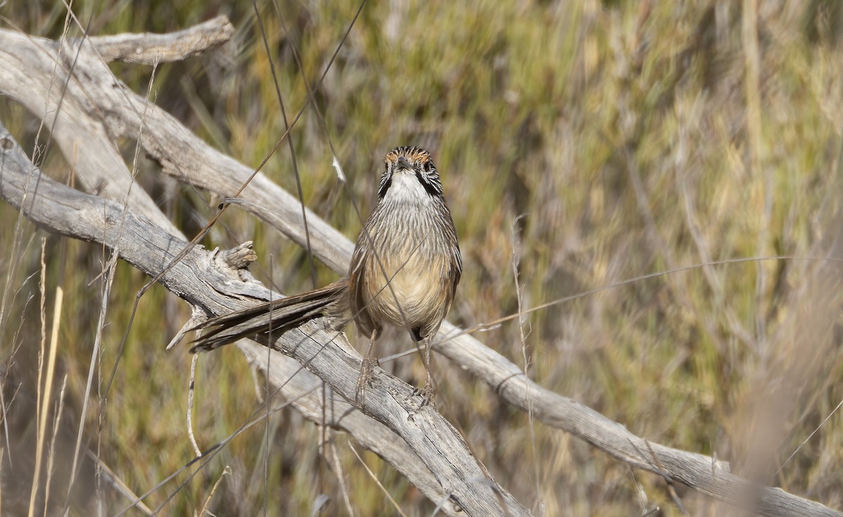 Striated Grasswren - ML635188500