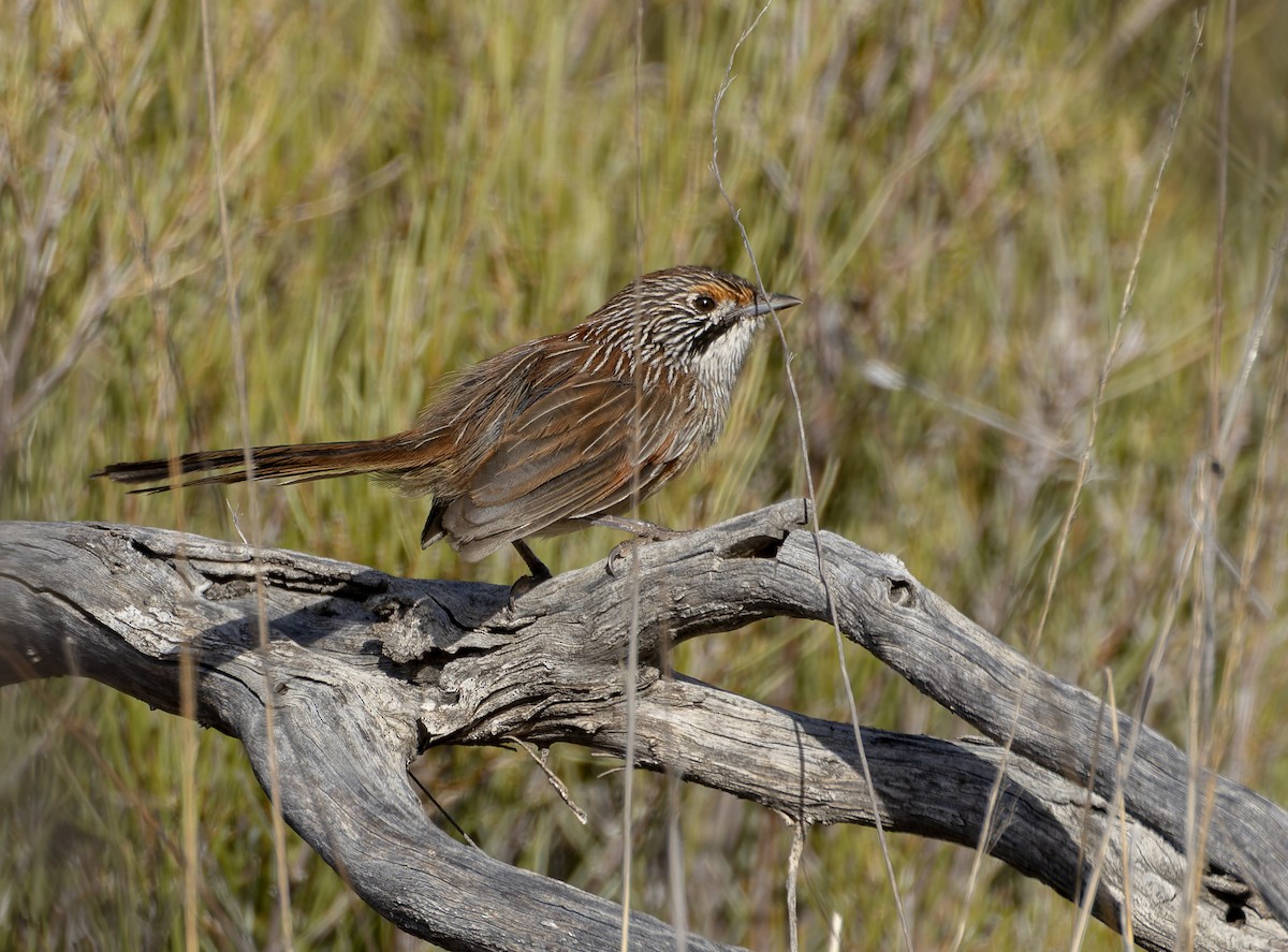 Striated Grasswren - ML635188501