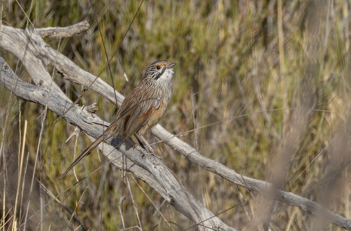 Striated Grasswren - ML635188503