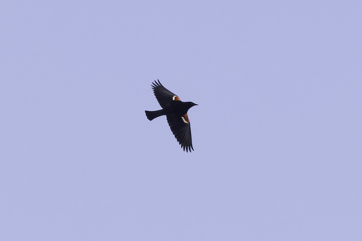 Tricolored Blackbird - ML635188618