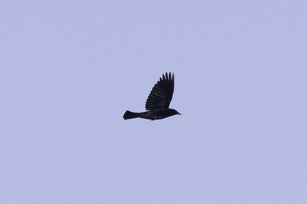 Tricolored Blackbird - ML635188638