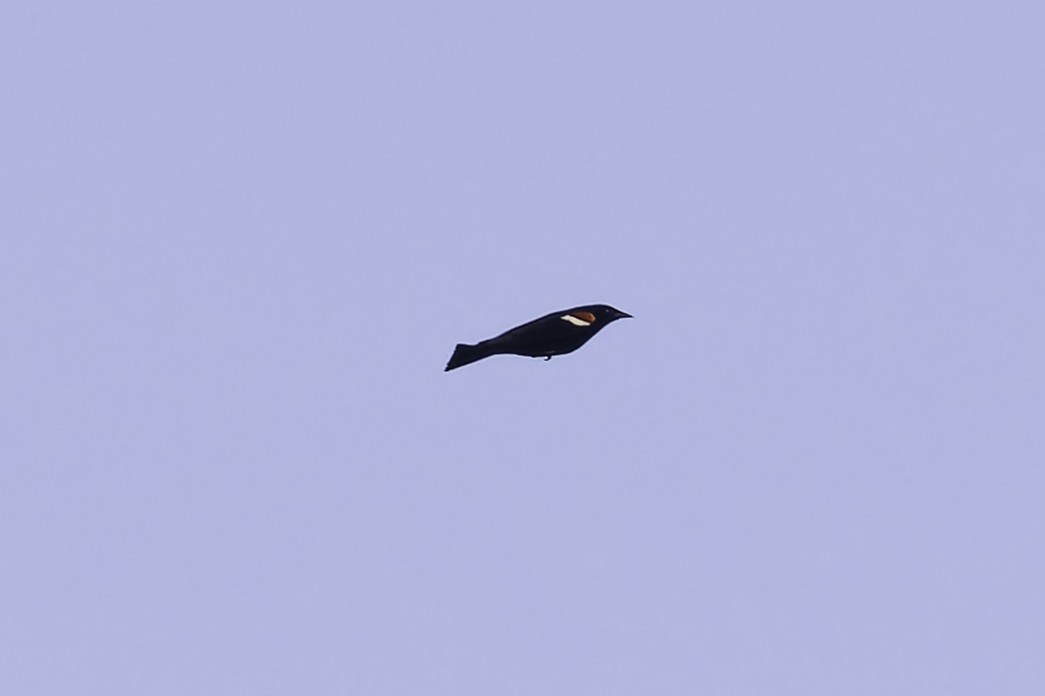Tricolored Blackbird - ML635188639