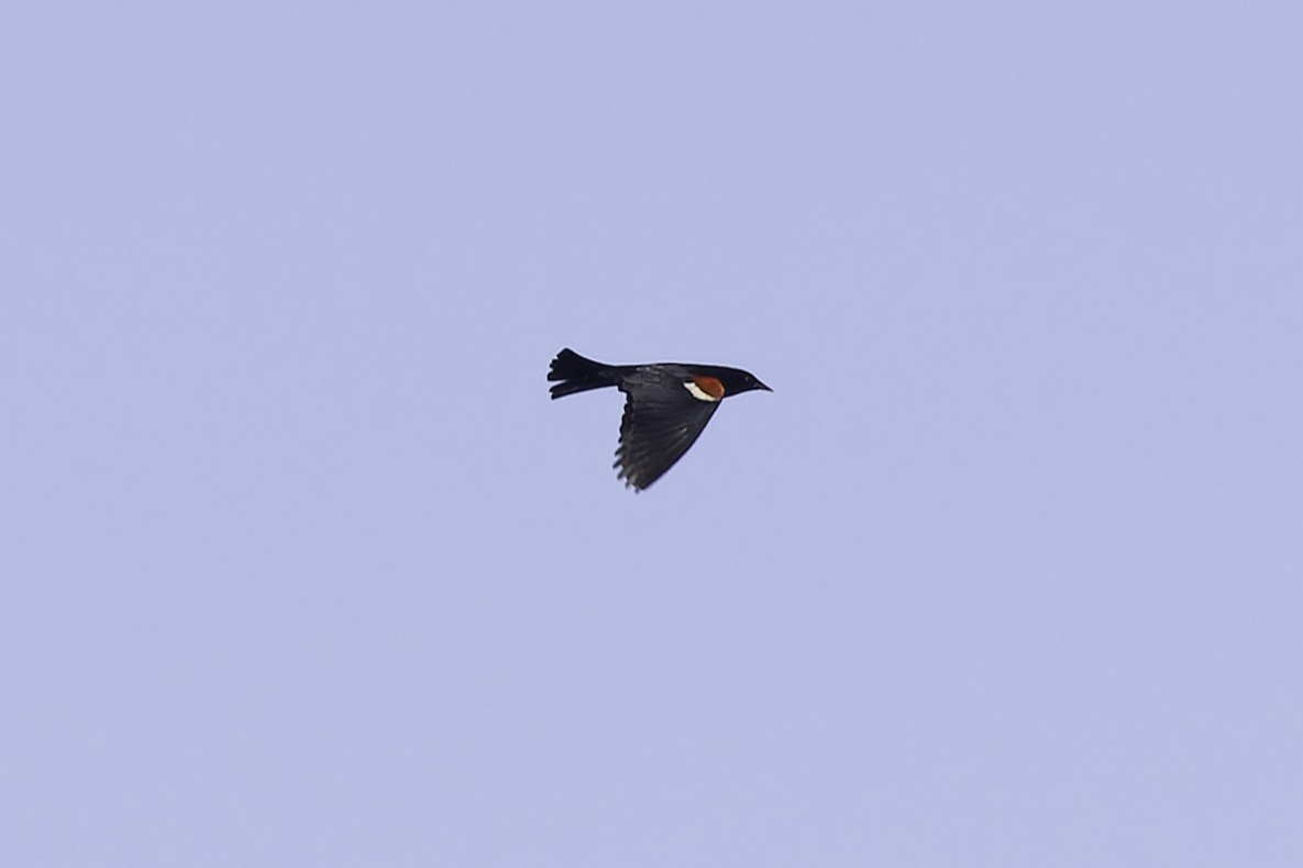 Tricolored Blackbird - ML635188640