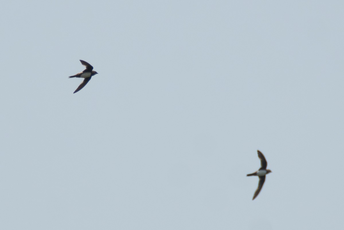 Alpine Swift - ML635188697