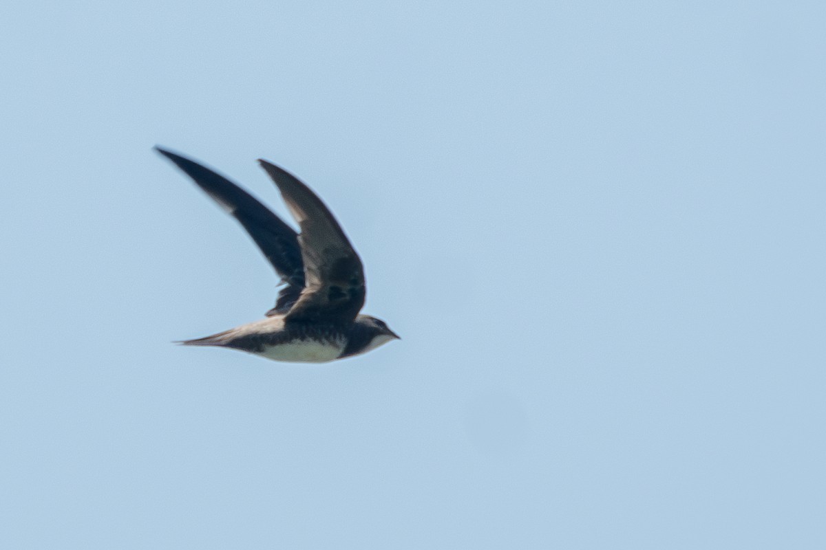 Alpine Swift - ML635188698