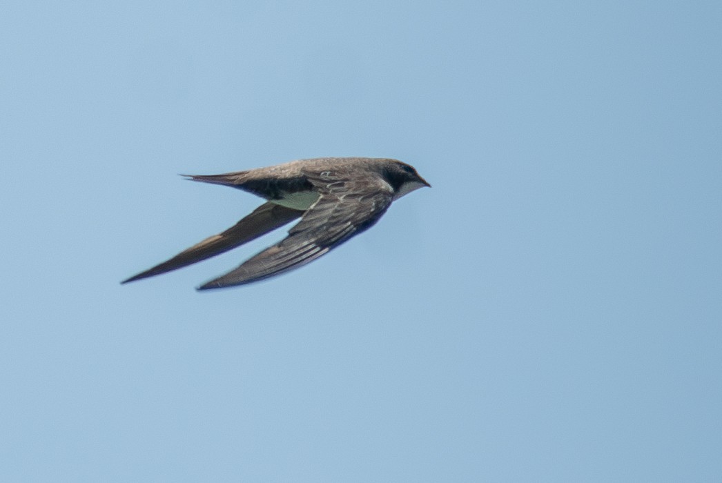 Alpine Swift - ML635188699