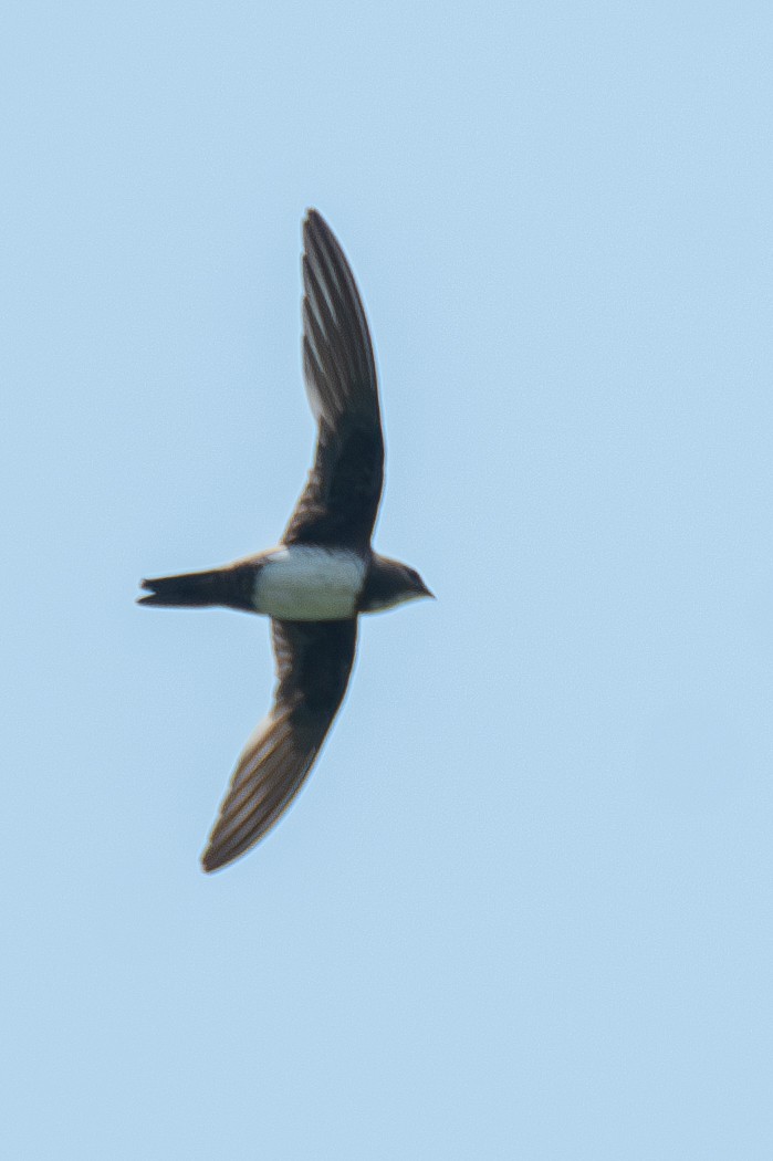 Alpine Swift - ML635188700