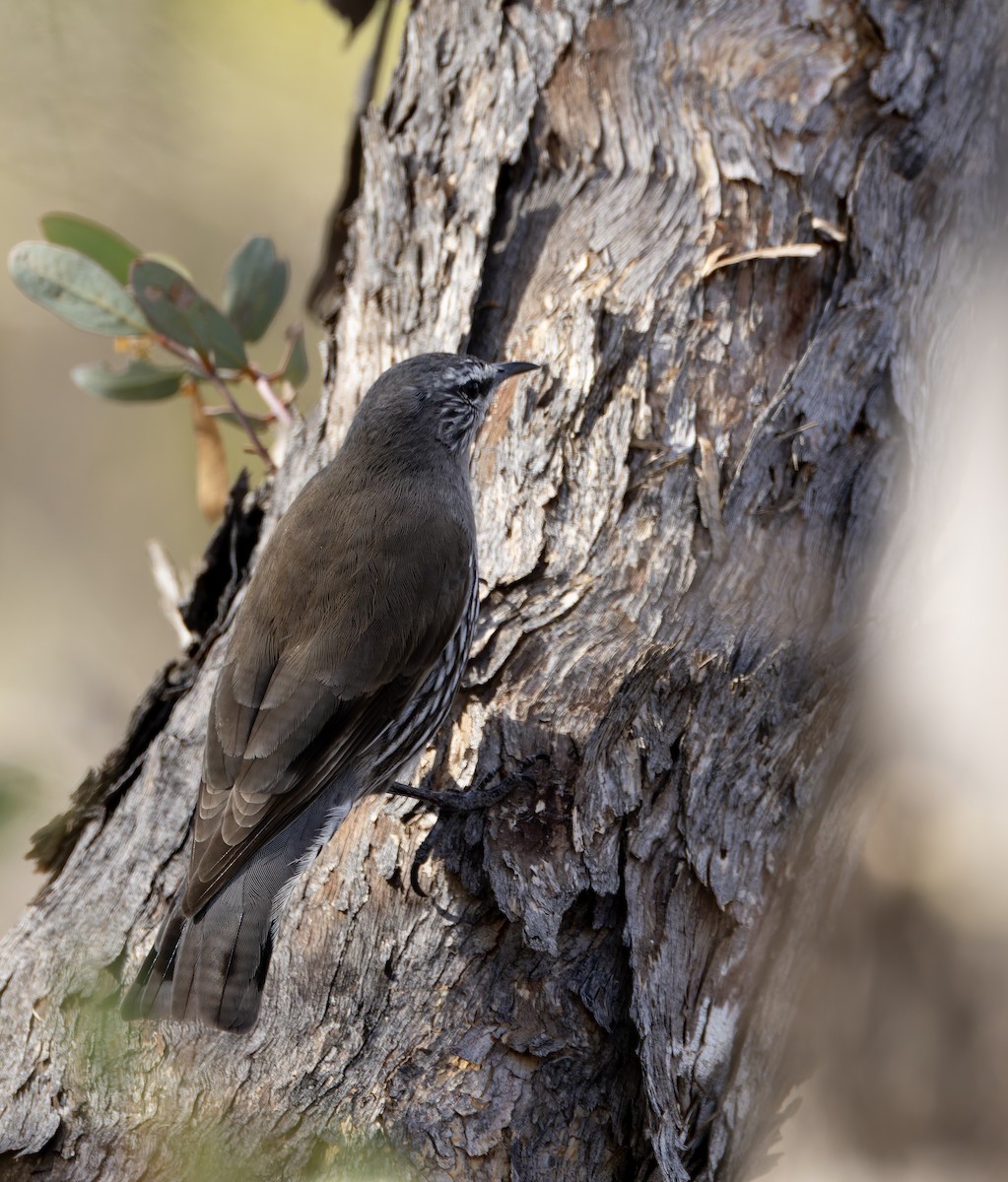White-browed Treecreeper - ML635188705