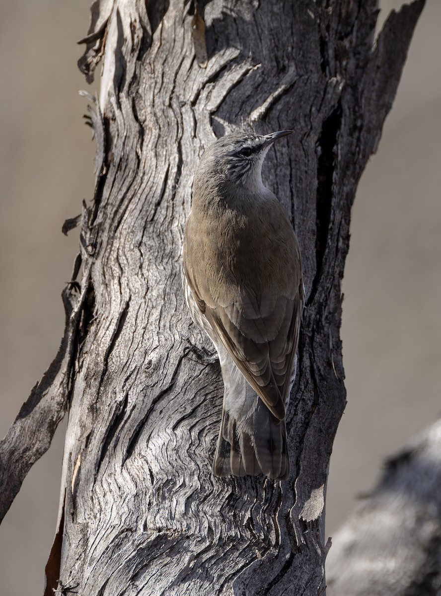 White-browed Treecreeper - ML635188708