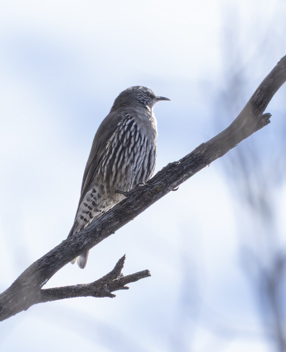 White-browed Treecreeper - ML635188710
