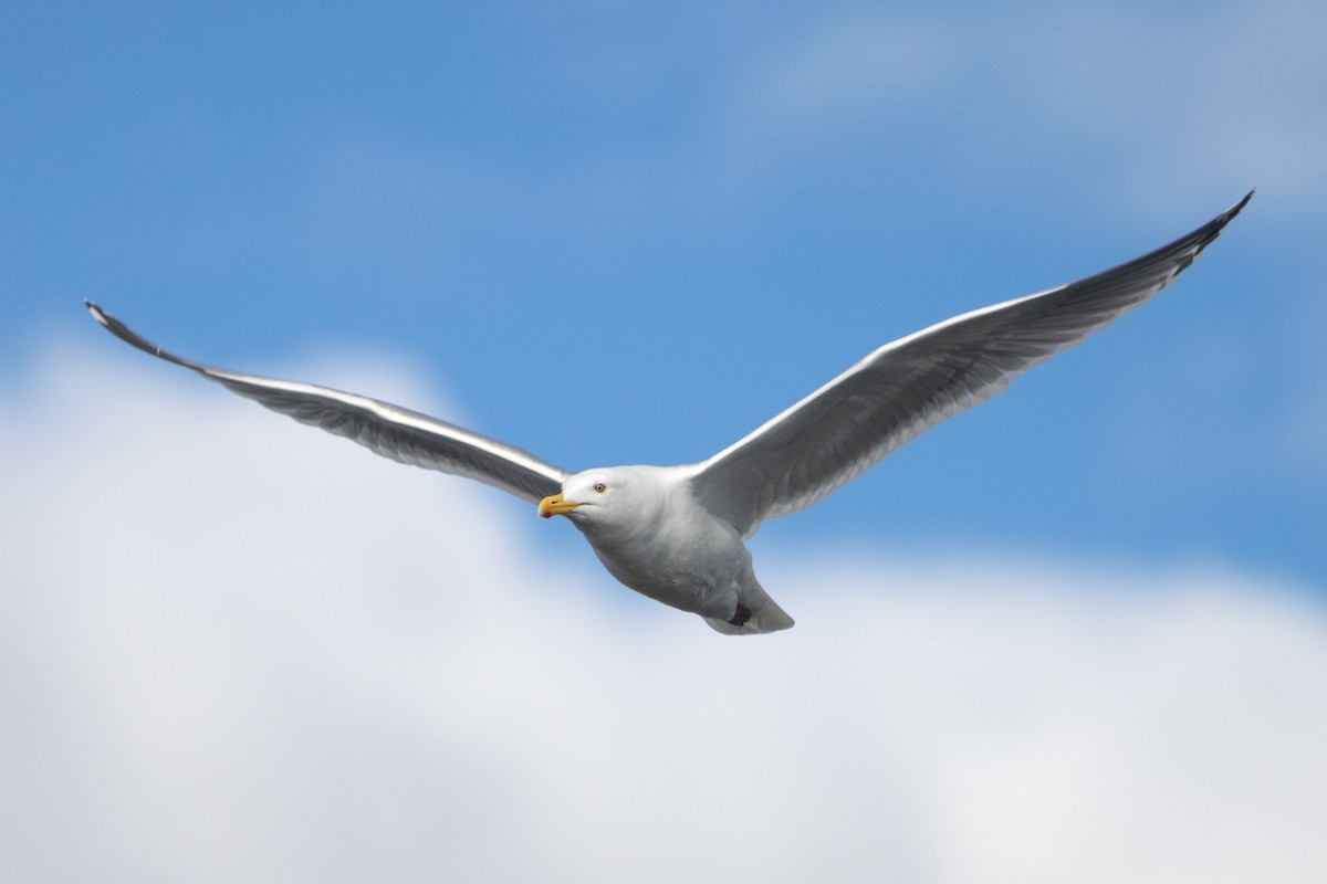 American Herring x Glaucous-winged Gull (hybrid) - ML635188717