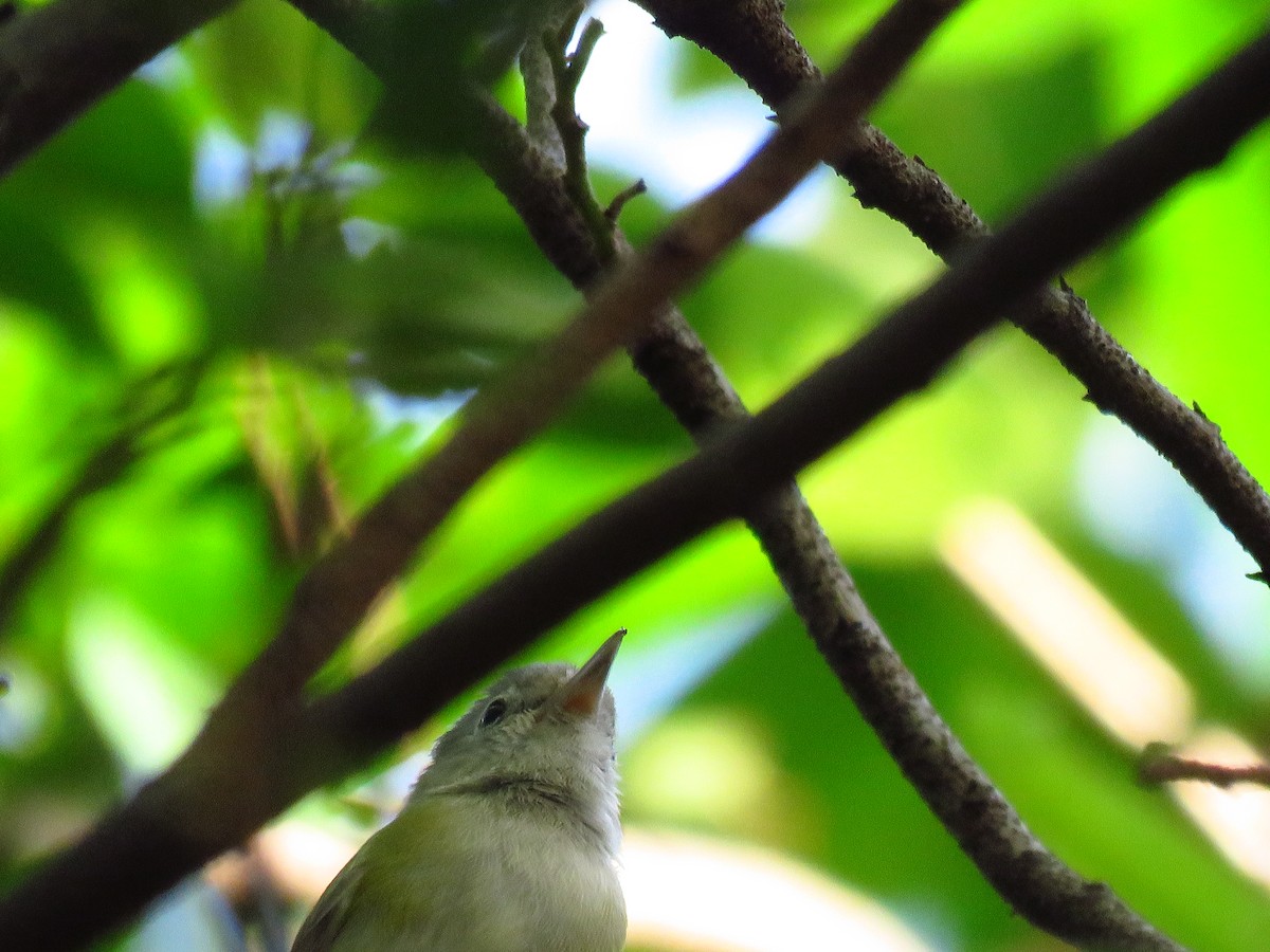 Lesser Greenlet - ML635188719