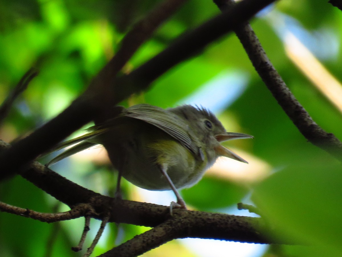 Lesser Greenlet - ML635188720
