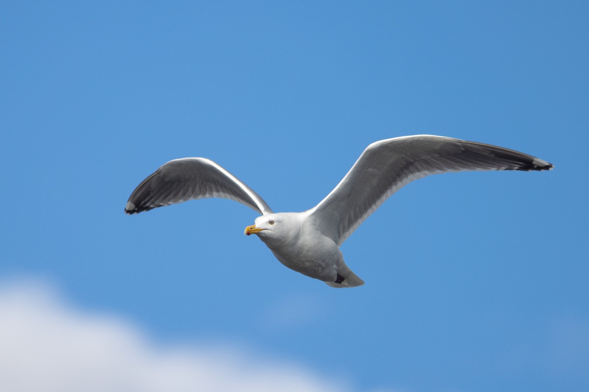 American Herring x Glaucous-winged Gull (hybrid) - ML635188743