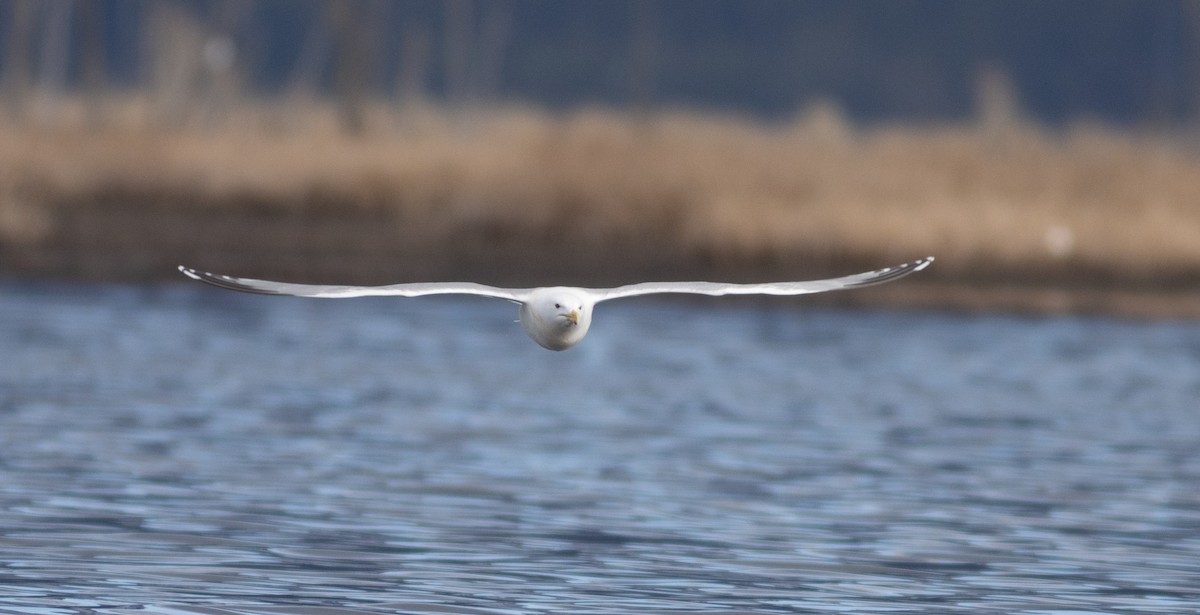 American Herring x Glaucous-winged Gull (hybrid) - ML635188747