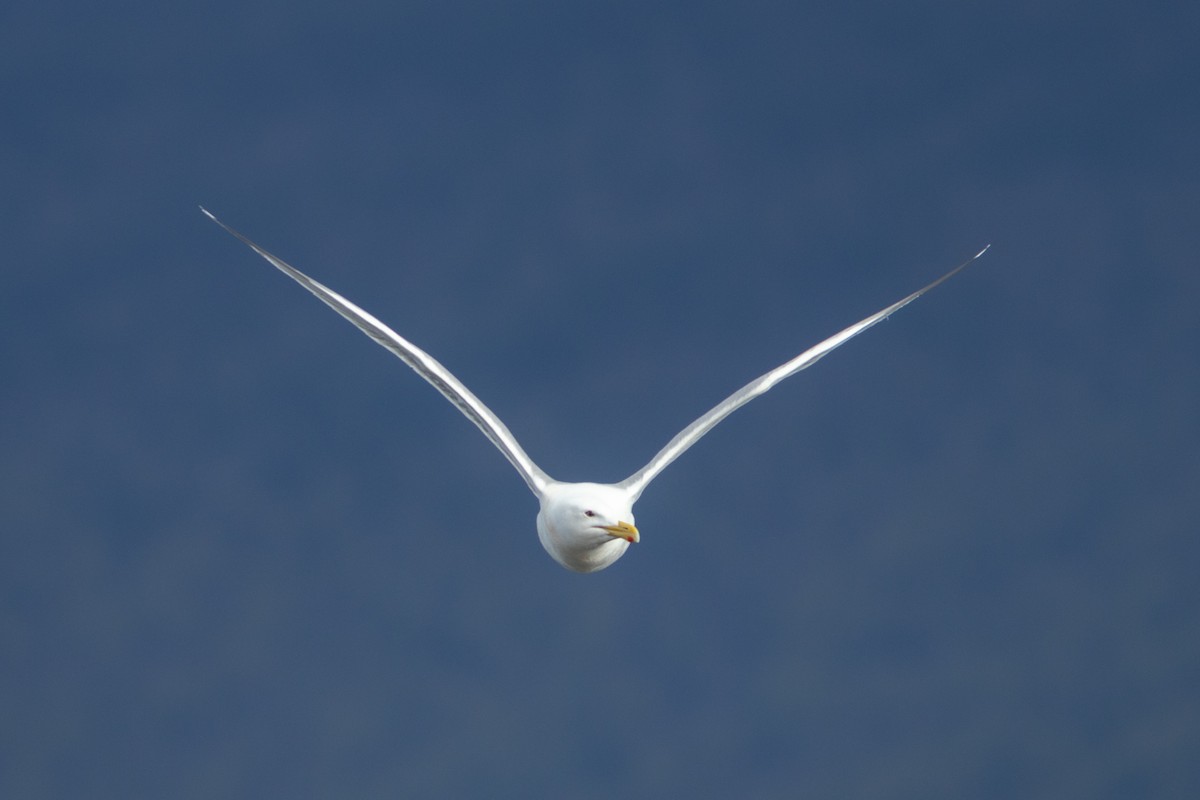 American Herring x Glaucous-winged Gull (hybrid) - ML635188753