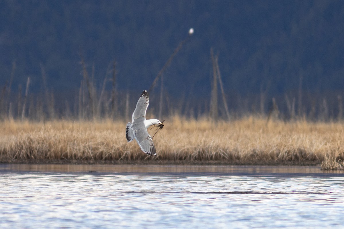 American Herring x Glaucous-winged Gull (hybrid) - ML635188821