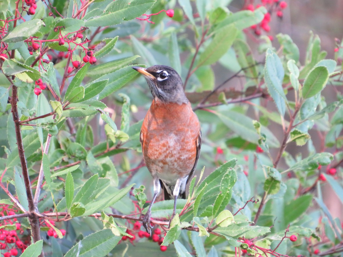 American Robin - ML635188840