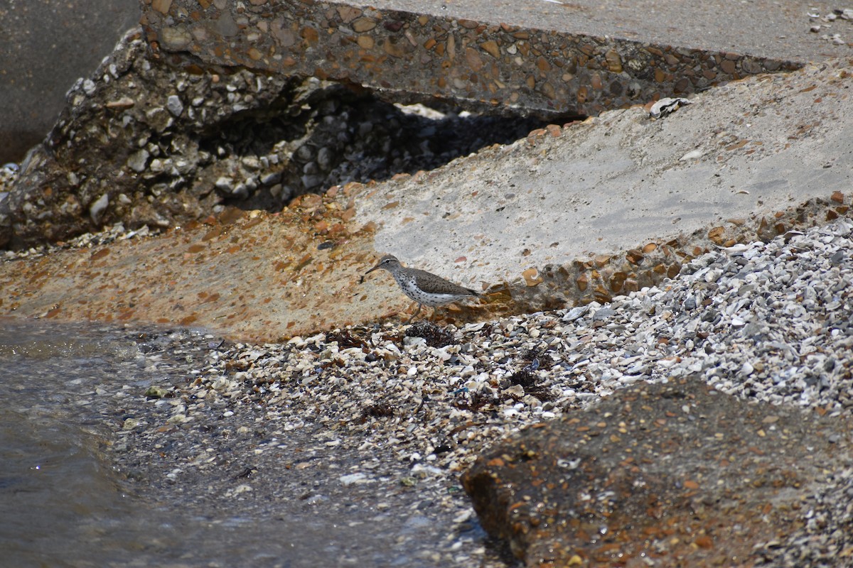 Spotted Sandpiper - ML635188862